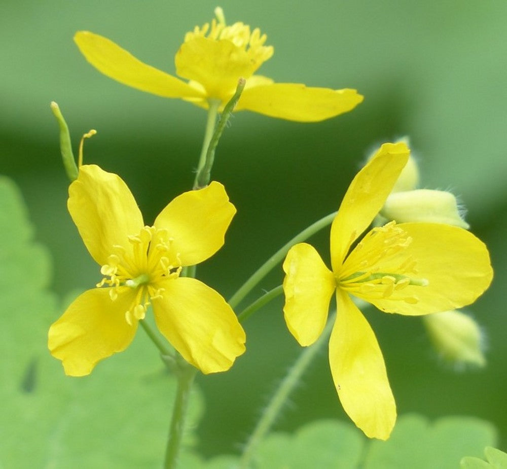Yellow Chelidonium Flower Seeds for Planting – Heirloom Non-GMO, High Germination Organic Garden Seeds
