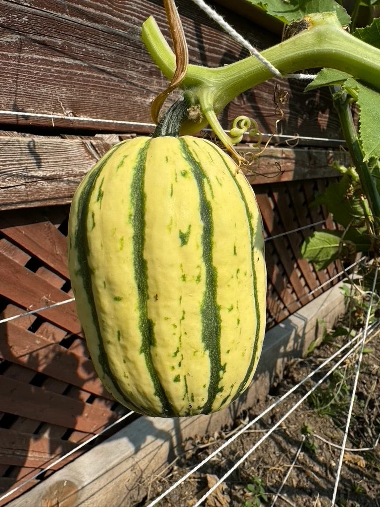 Organic Delicata Squash Seeds – Heirloom Non-GMO Sweet Winter Vegetable Seeds for Planting, Organic Garden Seeds