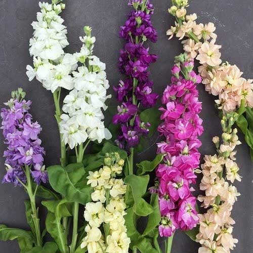 Mix Matthiola Incana Flower Seeds for Planting – Heirloom, Non-GMO, Seasonal Bloomer, High Germination