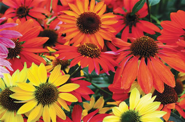 Echinacea Cheyenne Spirit Flower Seeds for Planting – Heirloom, Non-GMO, High Germination Organic Garden Seeds