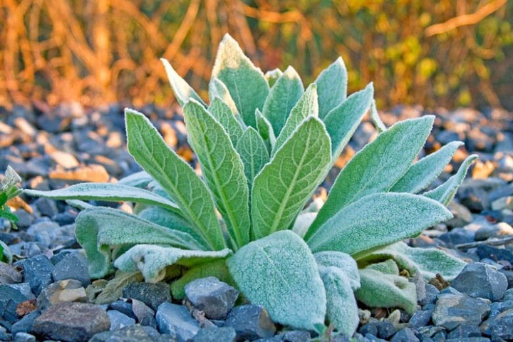 Green Verbascum Thapsus Flower Seeds for Planting – Heirloom Non-GMO, High Germination Organic Garden Seeds