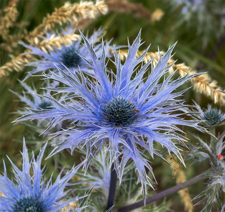 Eryngium Flower Seeds for Planting | Heirloom Non-GMO High Germination Organic Garden Seeds