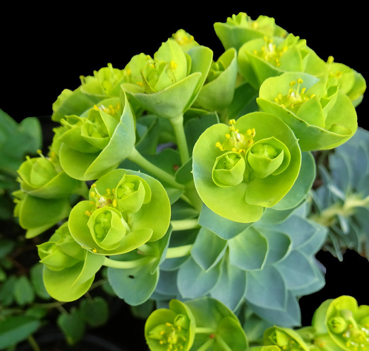 Green Euphorbia Myrsinites Flower Seeds for Planting – Heirloom, Non-GMO, High Germination Organic Garden Seeds