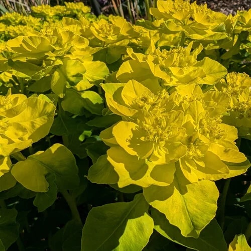 Yellow Euphorbia Polychroma Flower seeds for Planting - Wildflower Mix, Heirloom & GMO Free Seeds for Home Garden