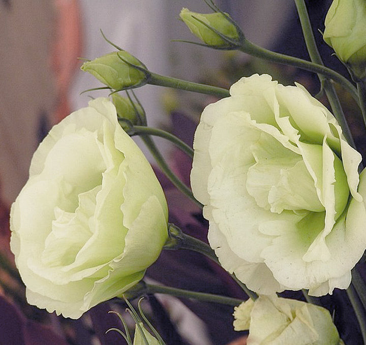 Green Eustoma Lisianthus Flower Seeds for Planting – Heirloom Non-GMO Organic Garden Seeds