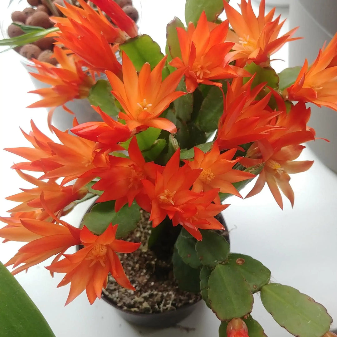 Orange Schlumbergera Flower Seeds for Planting – Heirloom, Non-GMO, High Germination Organic Garden Seeds