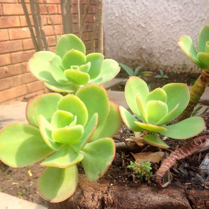 Green Echeveria Pallida Flower Seeds for Planting – Heirloom, Non-GMO, Pollinator Friendly Garden Seeds