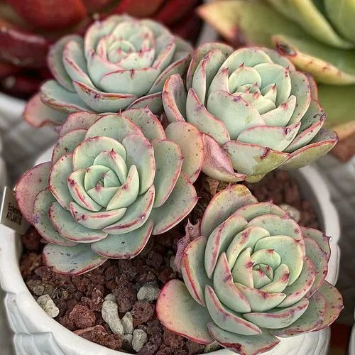 Cream Green Succulent Flower Seeds for Planting – Sun Loving, Heirloom, Non-GMO, High Germination