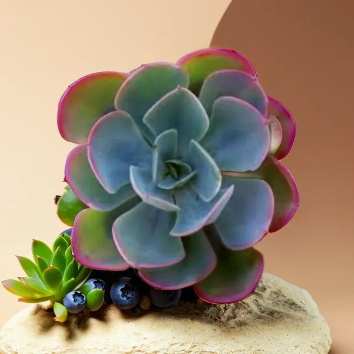 Sky Blue Green Succulent Flower Seeds for Planting – Heirloom, Non-GMO, Cut Flower Favorite, High Germination
