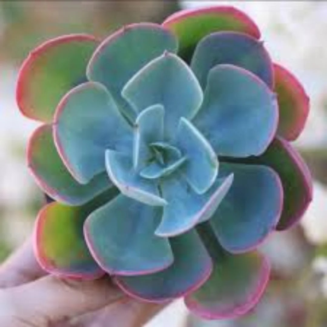 Sky Blue Green Succulent Flower Seeds for Planting – Heirloom, Non-GMO, Cut Flower Favorite, High Germination