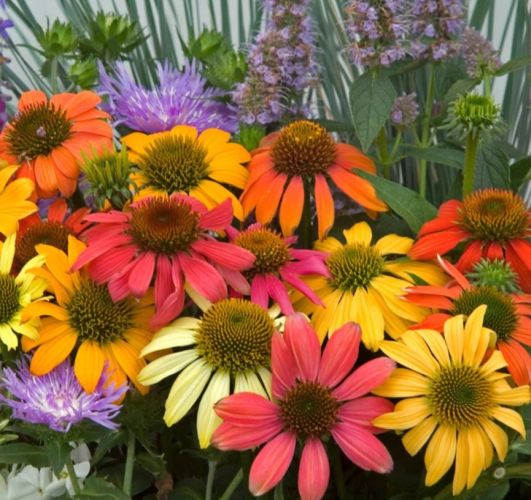 Echinacea Cheyenne Spirit Flower Seeds for Planting – Heirloom, Non-GMO, High Germination Organic Garden Seeds