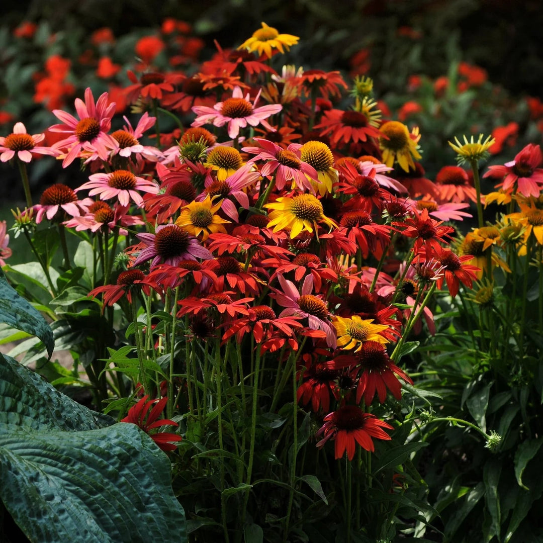 Mix Perennial Flower Seeds for Planting - Heirloom, Non-GMO, Compact Growth, Organic Garden Seeds