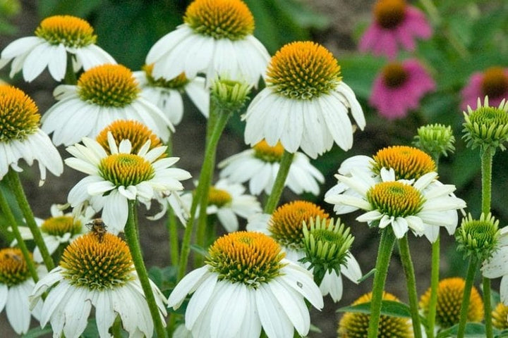 White Echinacea Flower Seeds for Planting – Vibrant Colors, Heirloom, Non-GMO, Home Garden
