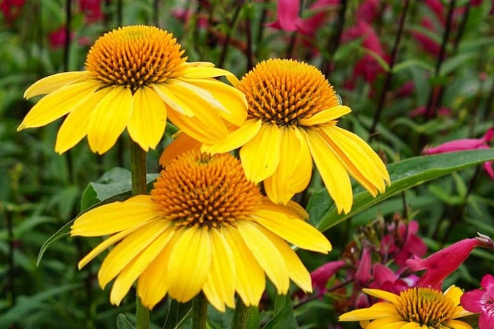 Yellow Echinacea Flower Seeds for Planting – Premium Quality, Heirloom, Non-GMO Organic Garden Seeds