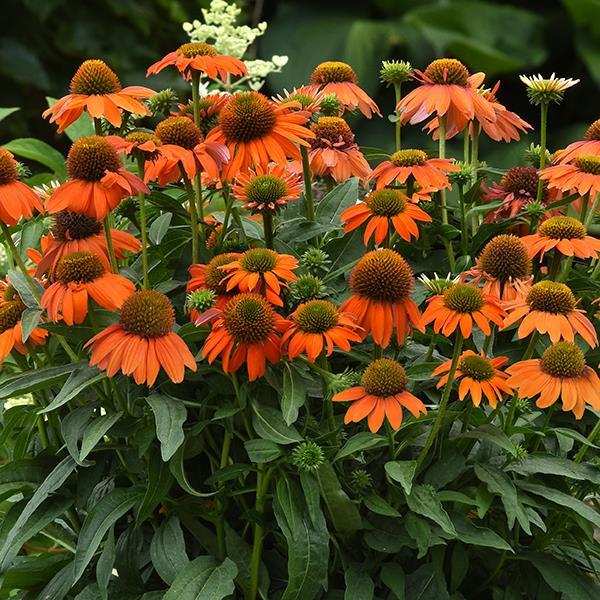 Flower Seeds, Seeds,Seeds For Planting,Plant Seeds