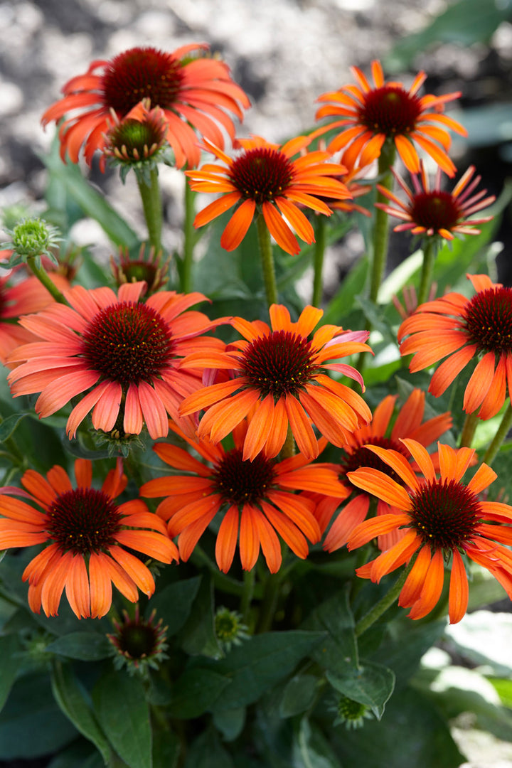 Orange Echinacea Flower Seeds for Planting – Pollinator Friendly, Heirloom & Non-GMO Home Garden Seeds