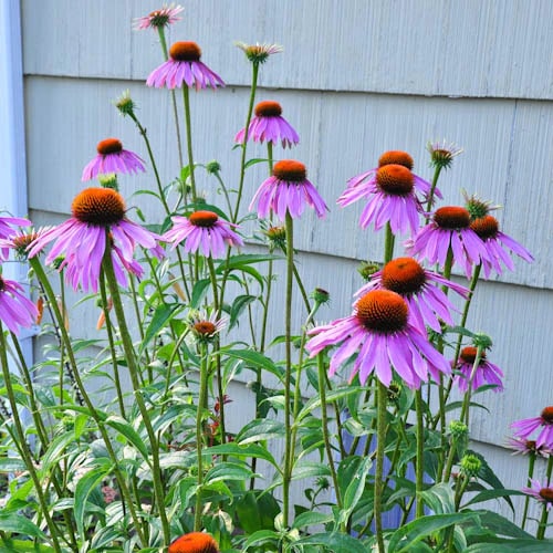 Purple Echinacea Flower Seeds for Planting – Compact Growth, Heirloom & Non-GMO Organic Garden Seeds