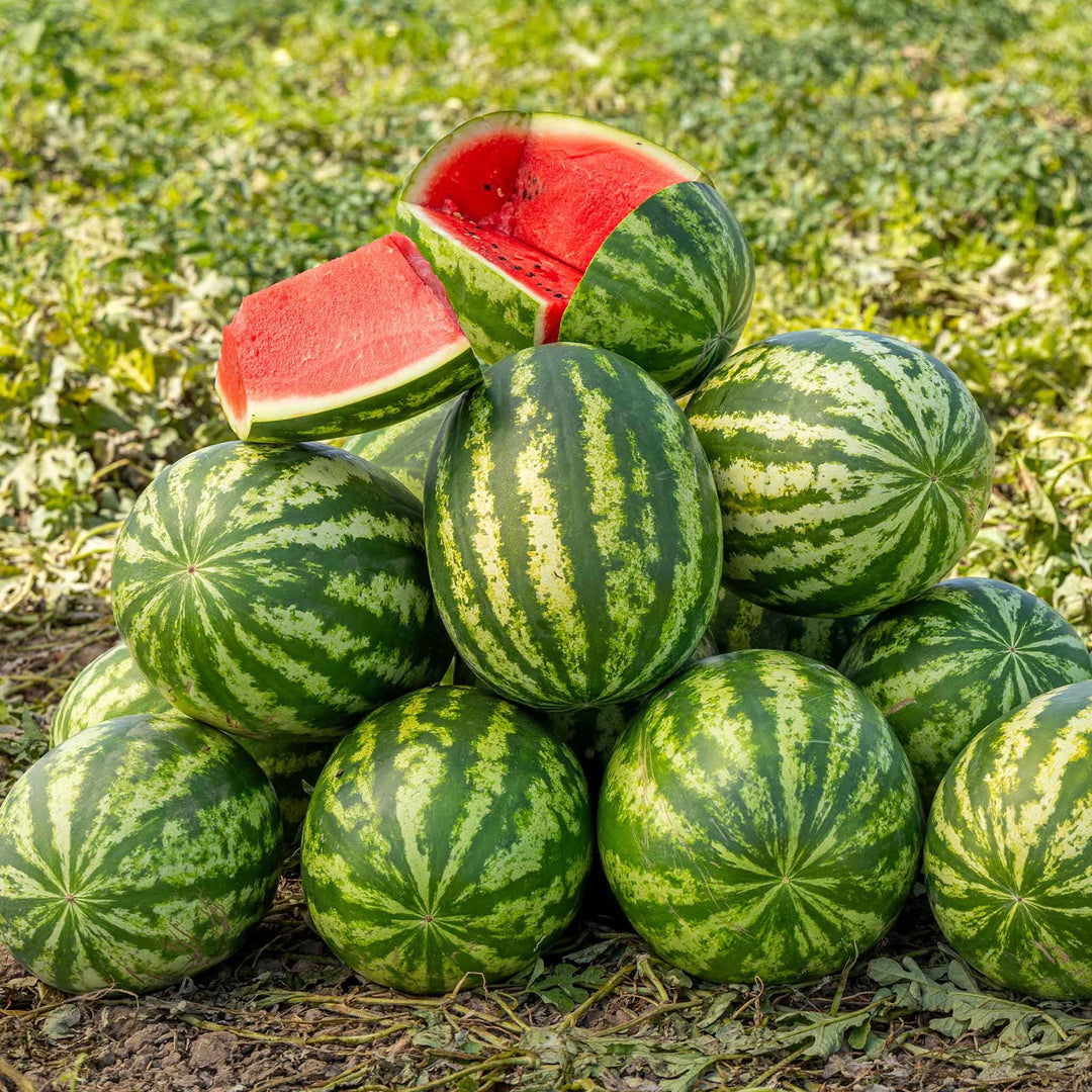 Klondike Striped Blue Ribbon Watermelon Fruit Seeds – Heirloom, Non-GMO Open-Pollinated Seeds for Garden Planting