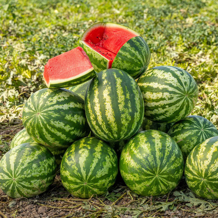 Klondike Striped Blue Ribbon Watermelon Fruit Seeds – Heirloom, Non-GMO Open-Pollinated Seeds for Garden Planting