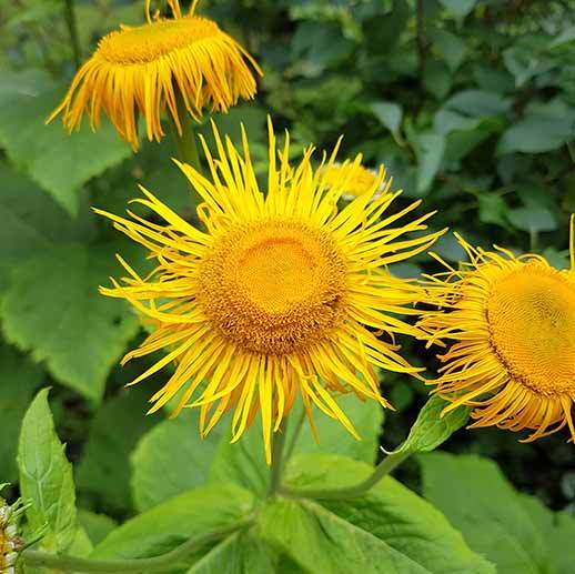 Elecampane Flower Seeds for Planting - Compact Growth, Heirloom & GMO Free Seeds for Home Garden