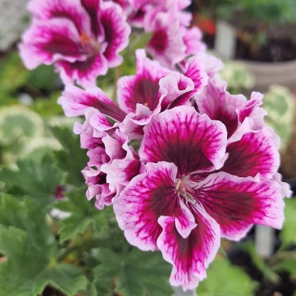 Dark Pink Black Geranium Flower Seeds for Planting – Heirloom, Non-GMO, Drought Tolerant Garden Seeds