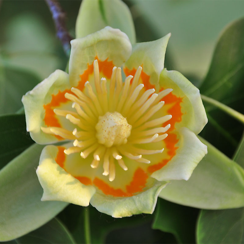 Liriodendron Flower Seeds for Planting – Heirloom Non-GMO, High Germination Organic Garden Seeds, Drought Tolerant
