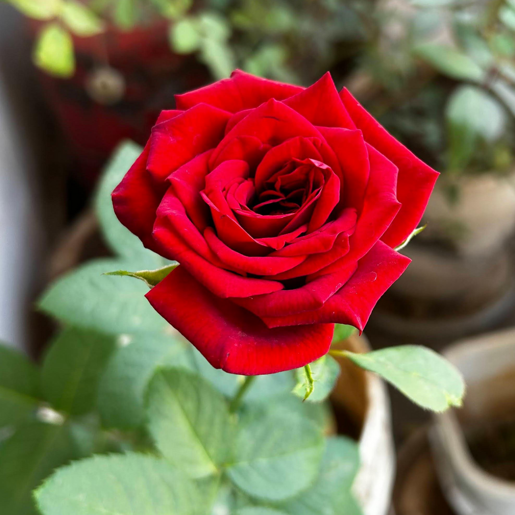 rose flower seeds Rose Flower Seeds for Planting – Heirloom Non-GMO High Germination Org –  Earthechoseeds