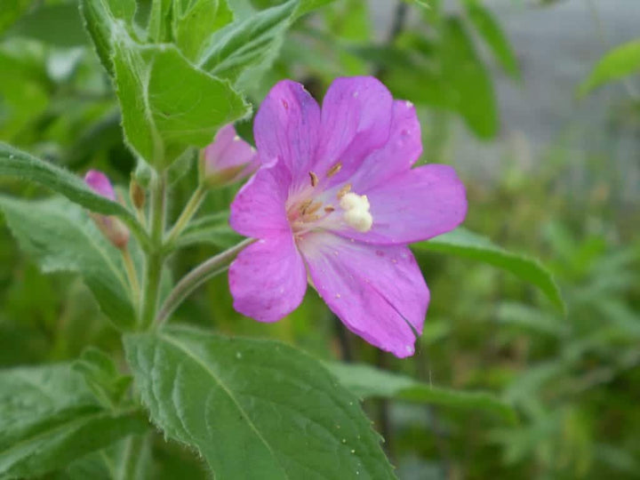 Flower Seeds, Seeds,Seeds For Planting,Plant Seeds