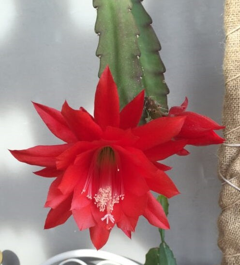 Red Epiphyllum Oxypetalum Flower Seeds – Heirloom, Non-GMO, High Germination Seeds for Planting