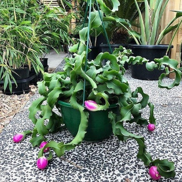 Flower Seeds, Seeds,Seeds For Planting,Plant Seeds