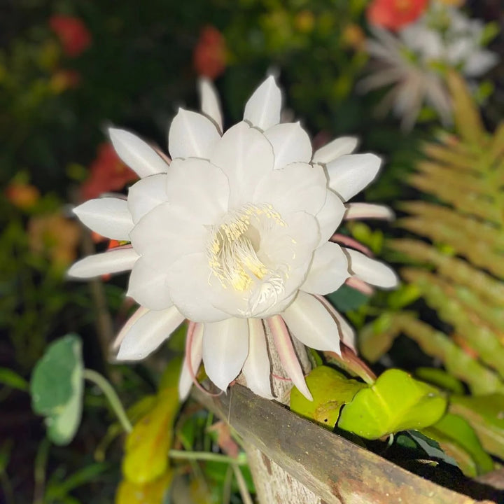 Epiphyllum Flower Seeds for Planting – Seasonal Bloomer, Heirloom &amp; Non-GMO Organic Garden Seeds