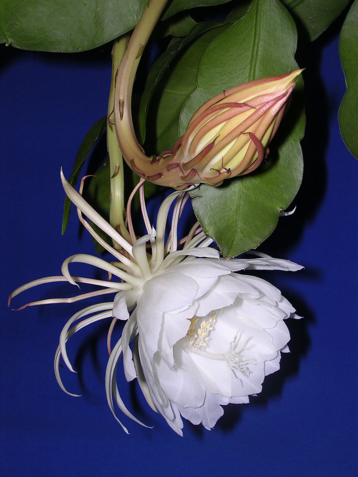 Epiphyllum Flower Seeds for Planting – Seasonal Bloomer, Heirloom &amp; Non-GMO Organic Garden Seeds