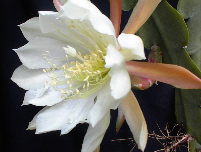 White Nopalxochia Flower Seeds for Planting – Heirloom, Non-GMO, Low Maintenance, High Germination