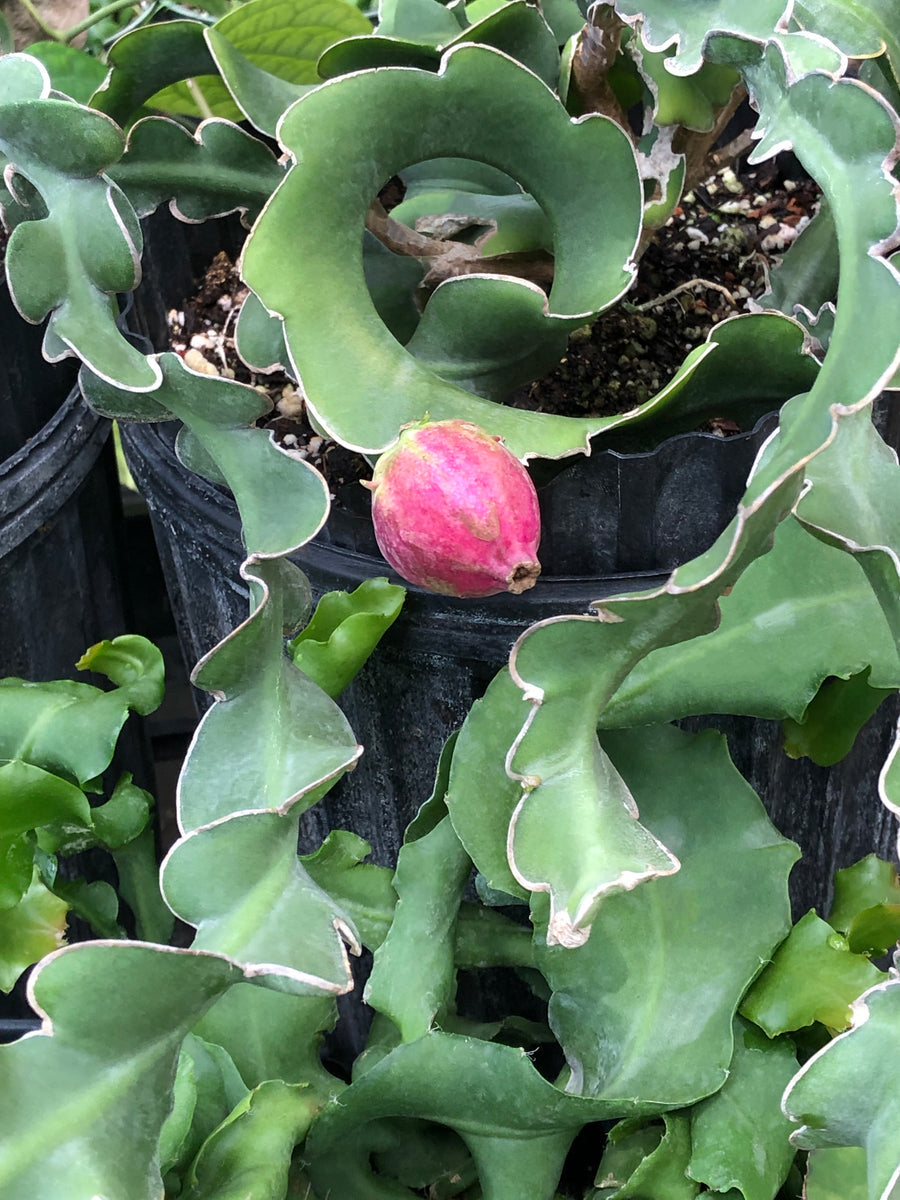 Guatemalan Monstrose Plant Seeds for Planting – Exotic Ornamental Cactus Variety