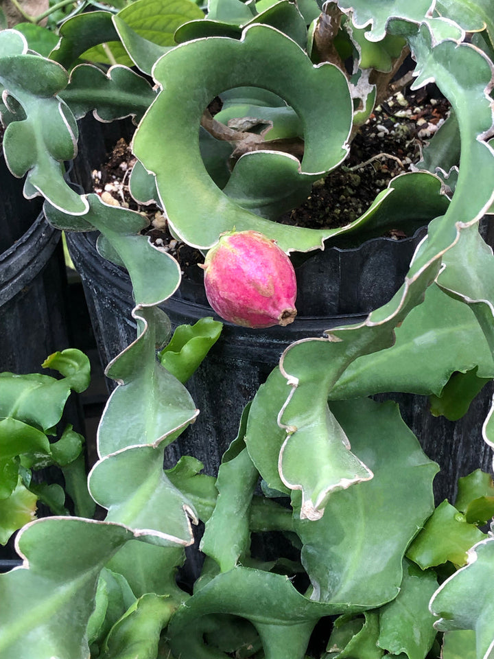 Guatemalan Monstrose Plant Seeds for Planting – Exotic Ornamental Cactus Variety