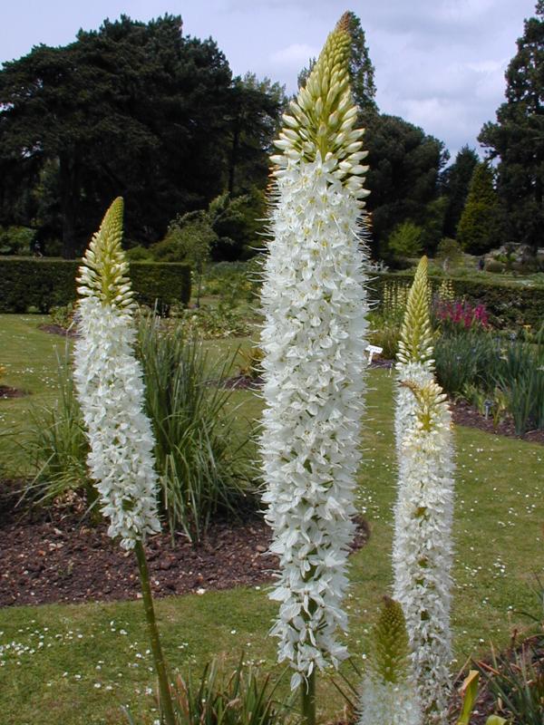 Eremurus Flower Seeds for Planting – Heirloom Non-GMO, High Germination Organic Garden Seeds