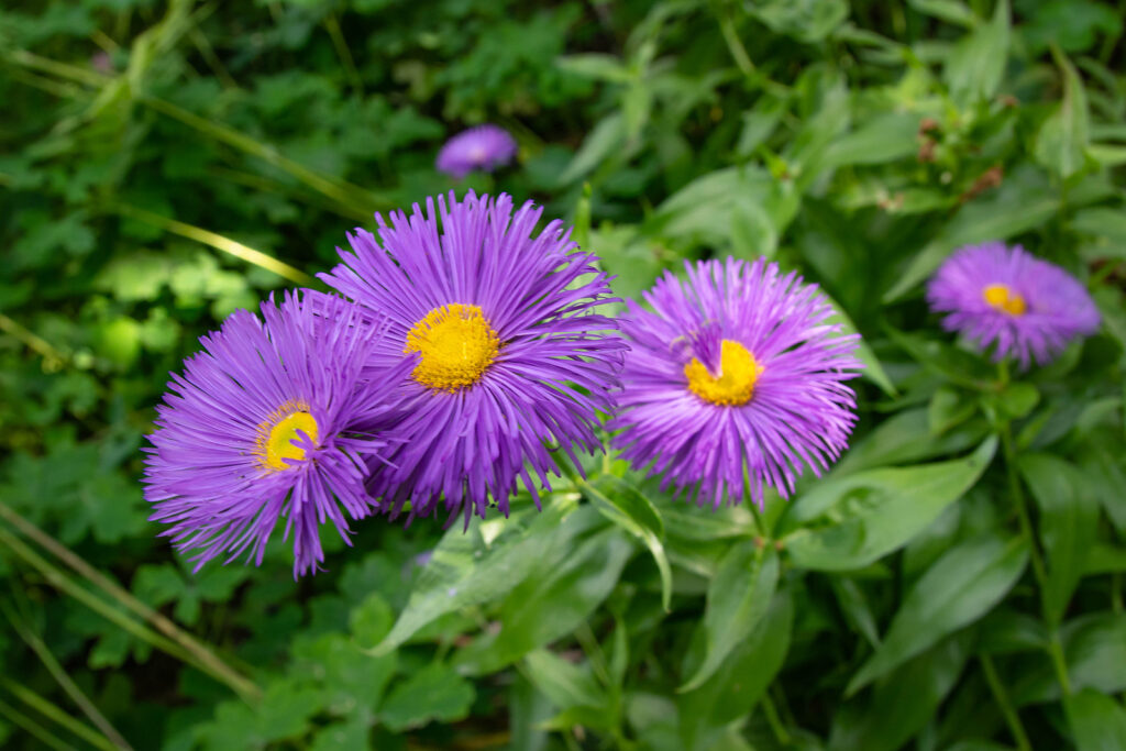 Purple Yellow Erigeron Flower Seeds for Planting – Heirloom Non-GMO, High Germination Organic Garden Seeds