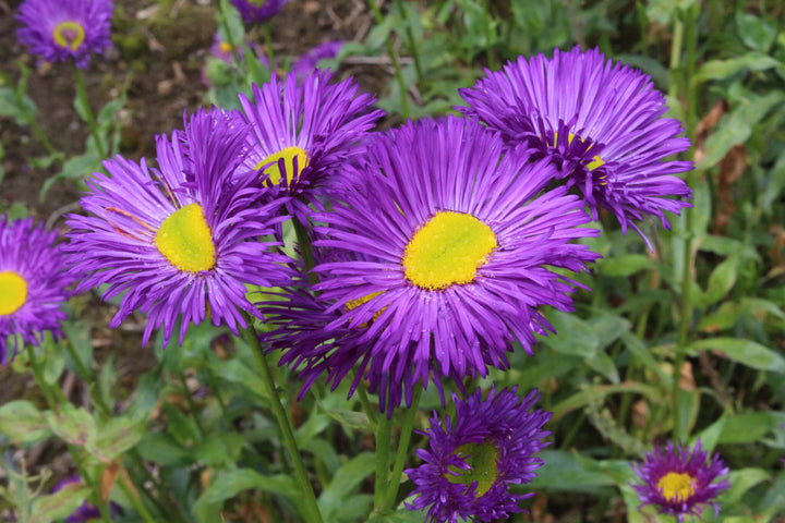 Purple Yellow Erigeron Flower Seeds for Planting – Heirloom Non-GMO, High Germination Organic Garden Seeds