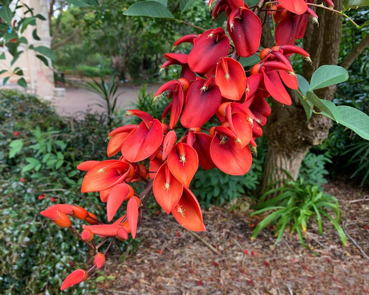 Dark Orange Erythrina Crista Galli Flower Seeds for Planting – Heirloom Non-GMO, High Germination Garden Seeds