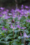 Violet Tooth Flower Seeds for Planting – Heirloom, Non-GMO, High Germination Organic Garden Seeds