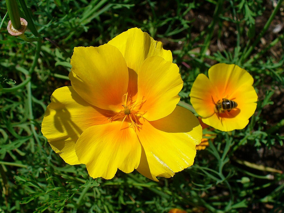 Yellow Eschscholtzia Flower Seeds for Planting – Low Maintenance, Heirloom &amp; Non-GMO Home Garden