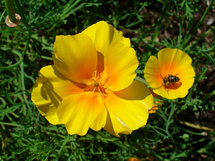Yellow Eschscholtzia Flower Seeds for Planting – Low Maintenance, Heirloom &amp; Non-GMO Home Garden