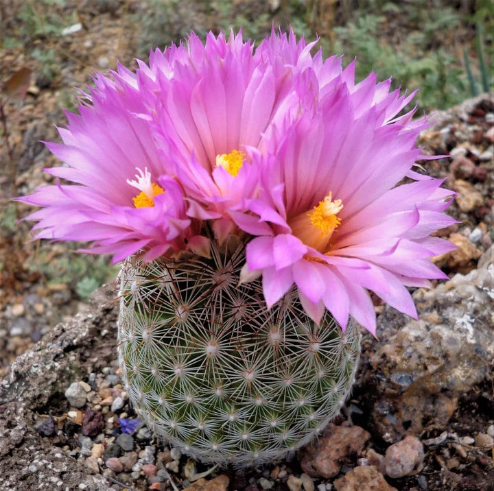 Escobaria Vivipara Flower Seeds for Planting – Heirloom, Non-GMO, High Germination Organic Garden Seeds