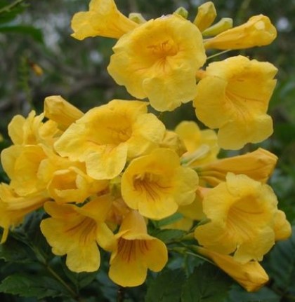 Esperanza Flower Seeds for Planting – Heirloom Non-GMO, High Germination Organic Garden Seeds