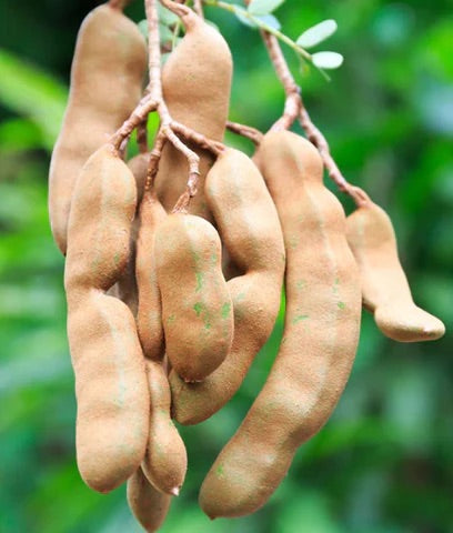 Brown Tamarind Seeds for Planting – Heirloom Non-GMO Tangy Fruit Vegetable Garden Seeds with High Germination