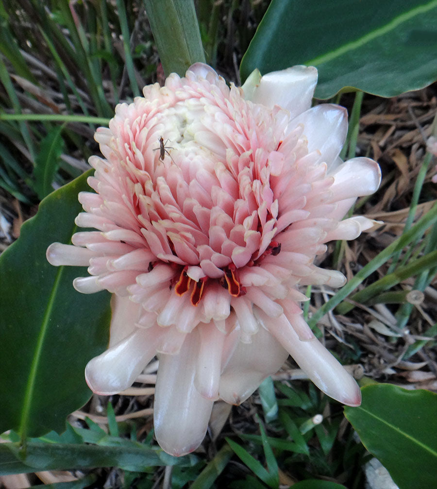 Pink White Etlingera Elatior Flower Seeds for Planting – Heirloom Non-GMO High Germination Organic Garden Seeds