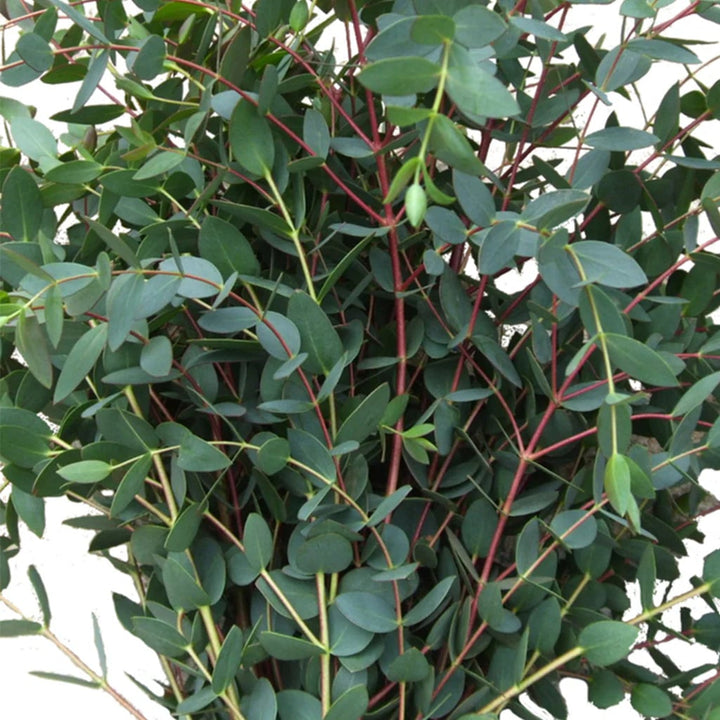 Green Eucalyptus Parvifolia Flower Seeds for Planting | Heirloom Non-GMO High Germination