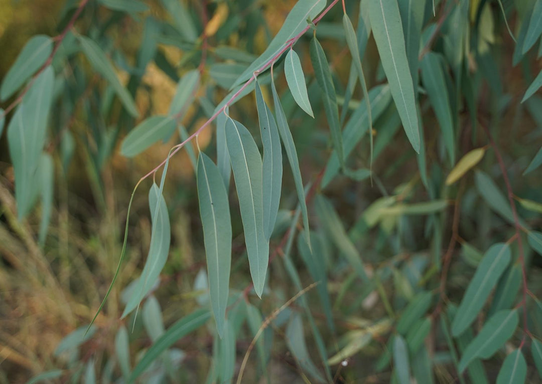 Eucalyptus Globulus Herb Seeds for Planting – Heirloom, Non-GMO Seeds for Aromatic Home Gardens