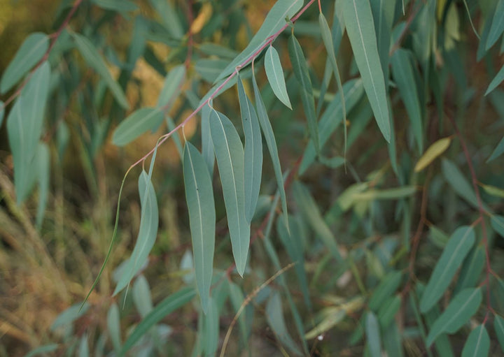 Eucalyptus Globulus Herb Seeds for Planting – Heirloom, Non-GMO Seeds for Aromatic Home Gardens