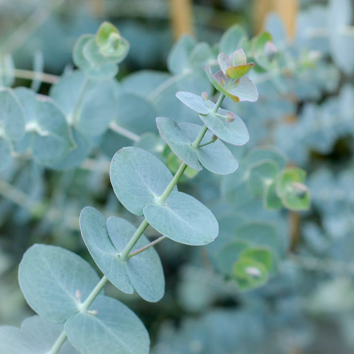 Blue Eucalyptus Herb Seeds for Planting – Heirloom, Non-GMO Easy-Care Seeds for Fragrant Gardens
